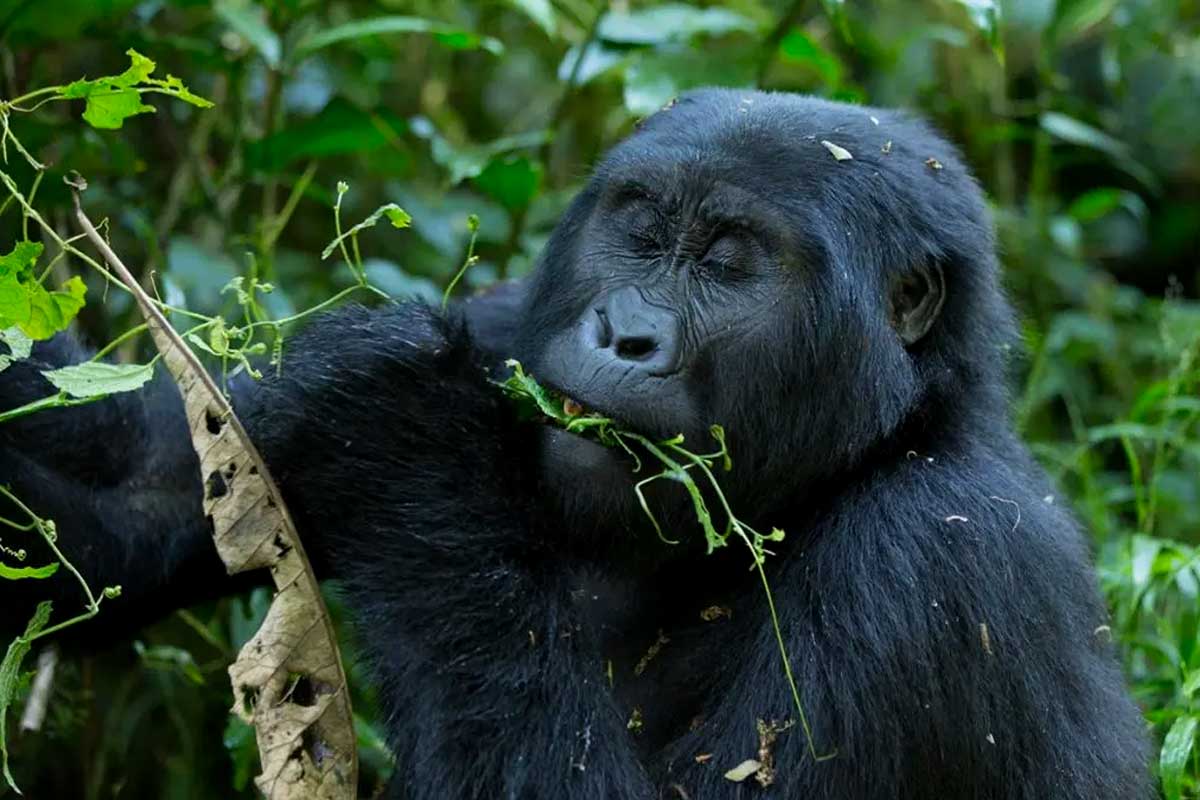 1-day-bwindi-gorilla-trekking-tour