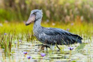 1-day-mabamba-swamp-shoebill-tour