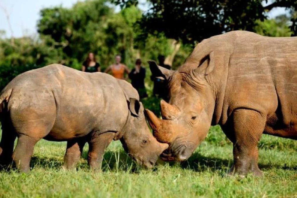 1-day-ziwa-rhino-sanctuary-tour