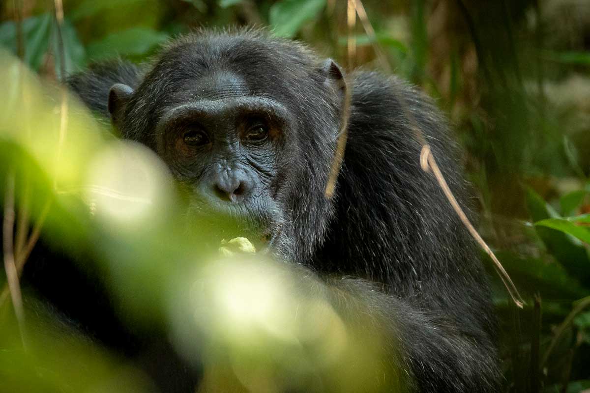 2-days-chimpanzee-trekking-tour-kibale-forest