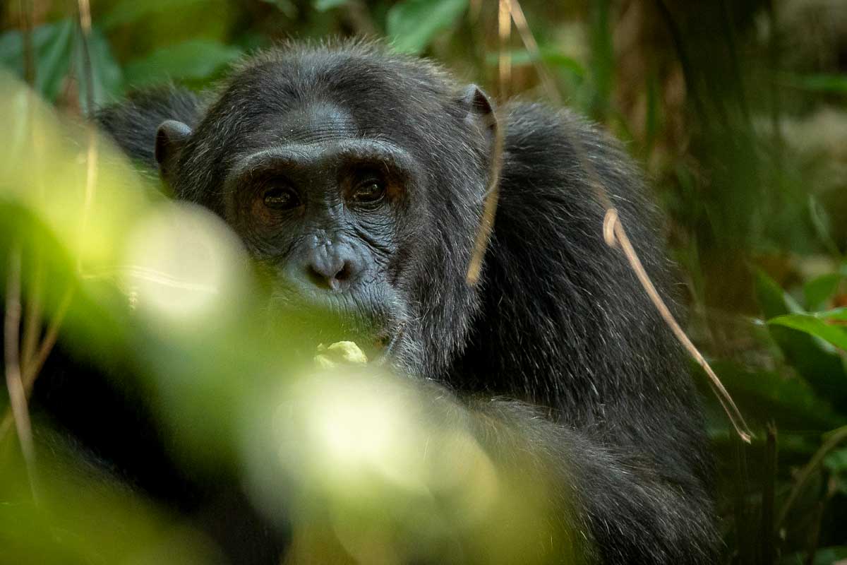 2-days-chimpanzee-trekking-tour-kibale-forest