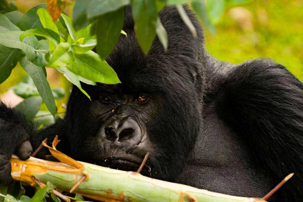 2-days-gorilla-trekking-uganda-from-kigali-rwanda