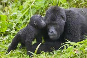 2-days-mgahinga-gorilla-trekking-tour