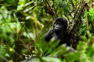 2-days-rwanda-gorilla-trekking-tour