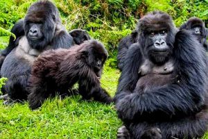 3-days-bwindi-gorilla-safari-via-queen-elizabeth-national-park