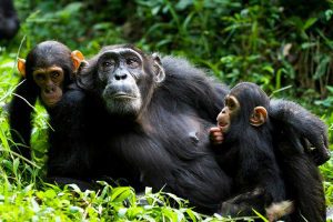 3 Days Kibale Chimpanzee Trekking Tour