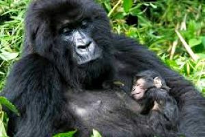 3-days-gorilla-trekking-bwindi-lake-bunyonyi