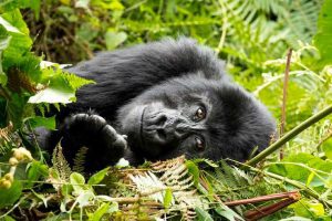 5-days-gorilla-trekking-bwindi-wildlife-safari
