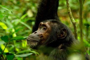 5-days-murchison-big-5-kibale-chimpanzee