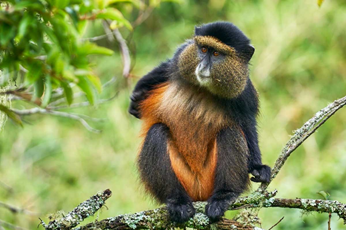 5-days-rwanda-primates-safari