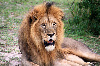 About Lions, Facts and where to see Lions in Uganda, Africa