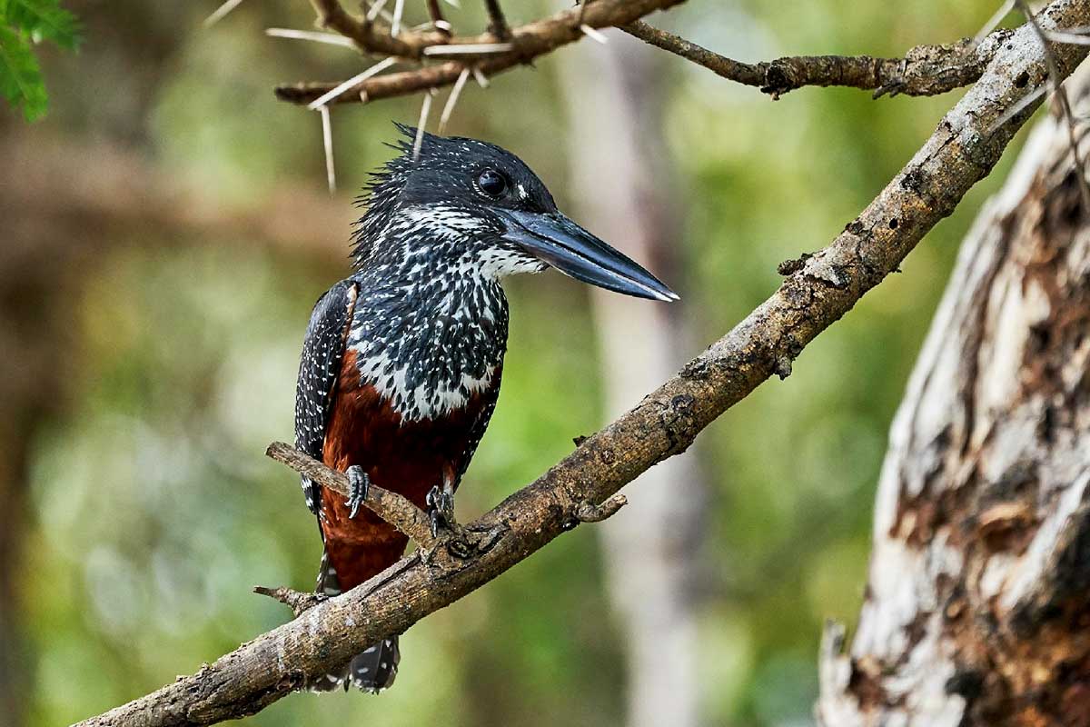 maramagambo-forest-bird-watching-and-primates-viewing