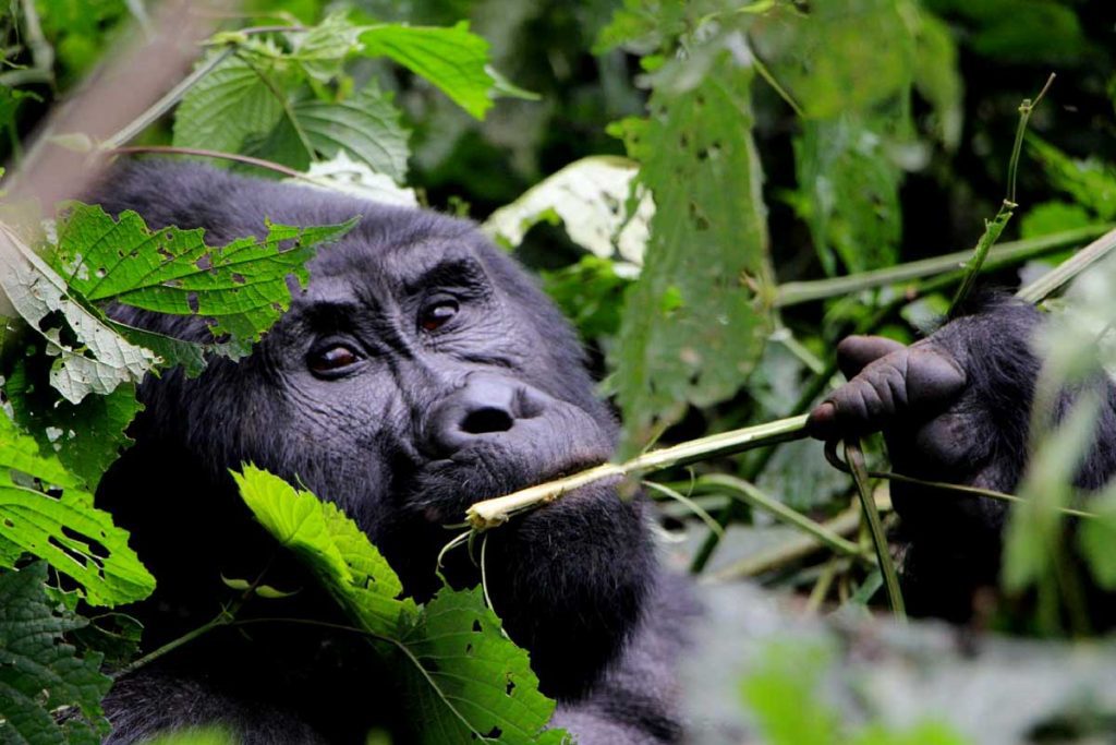 rwanda-to-uganda-gorilla-tours