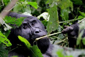 rwanda-to-uganda-gorilla-tours