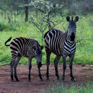 zebras-in-akagera