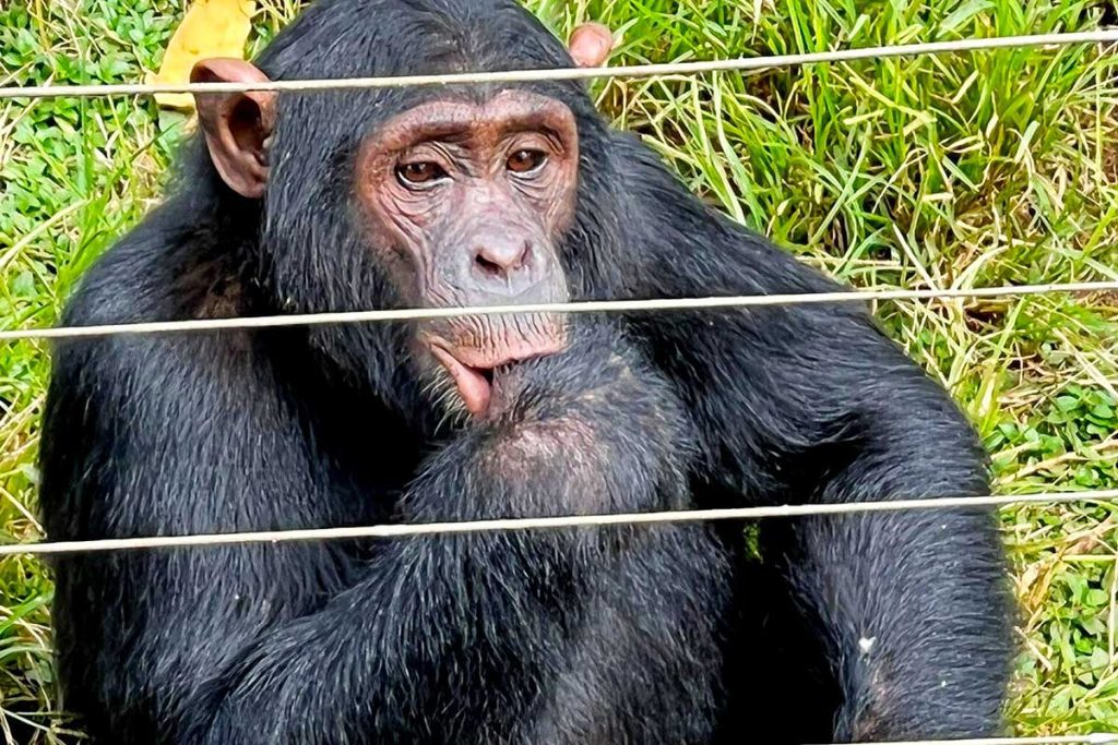 1-day-ngamba-island-chimpanzee-tour