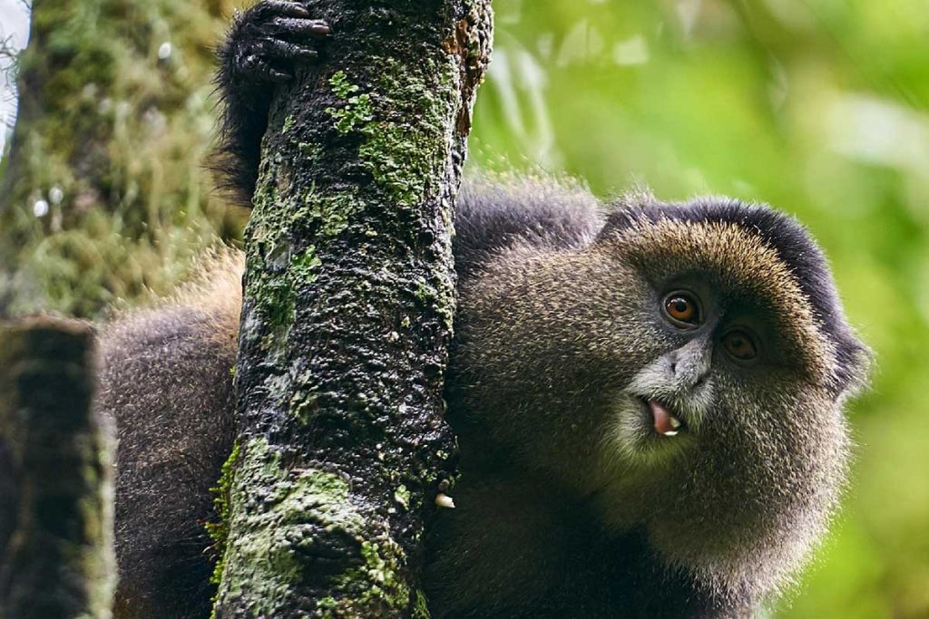 10-days-uganda-safari-and-primates-tour