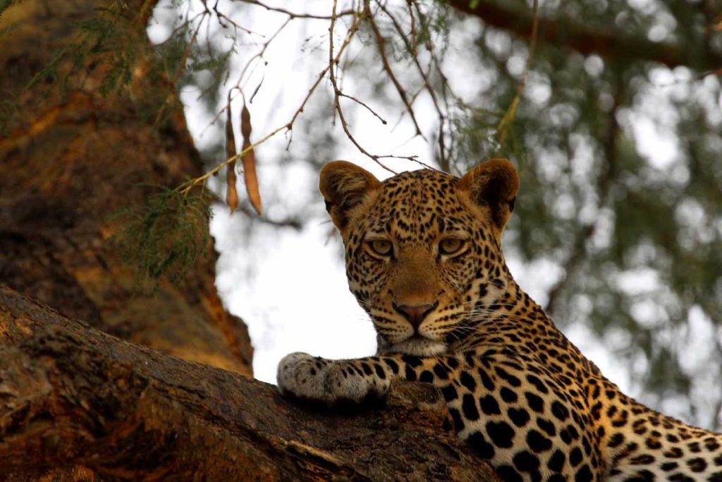 12-days-uganda-wildlife-safari