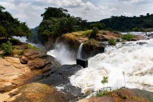 2-days-budongo-forest-chimpanzee-trekking-and-top-of-murchison-falls-tour