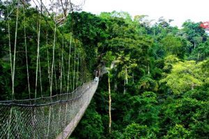 2-days-nyungwe-forest-tour