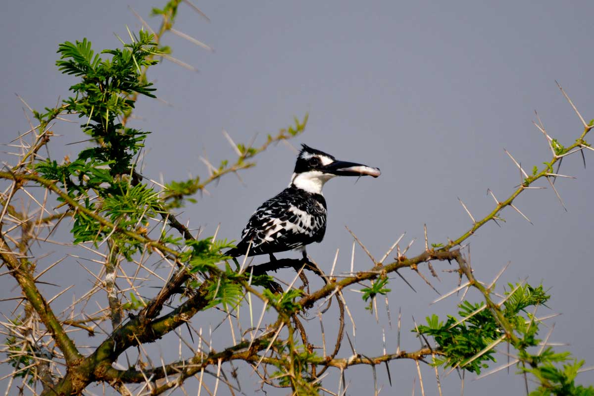 25-days-uganda-birding-trip