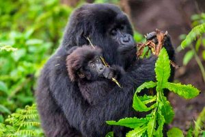3-days-bwindi-gorilla-trekking-safari-from-rwanda