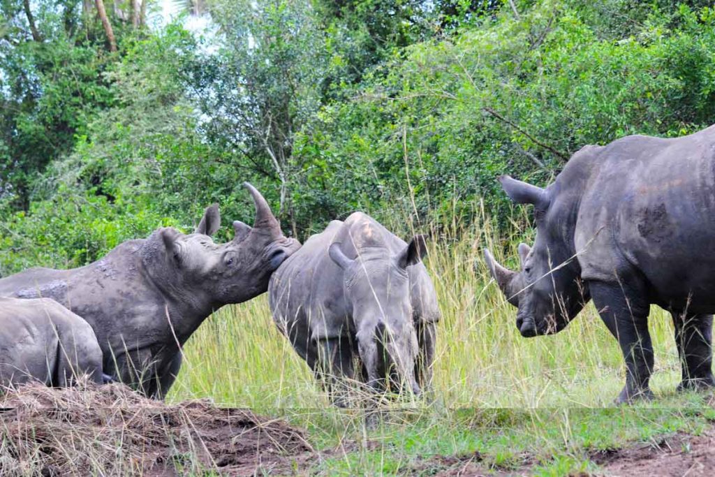 3-days-murchison-falls-safari-with-chimpanzees-rhino-tracking