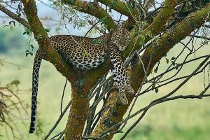 3-days-queen-elizabeth-national-park-safari