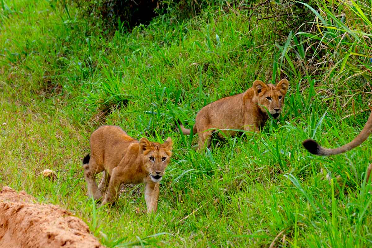 3-days-queen-elizabeth-national-park-safari-with-lion-tracking