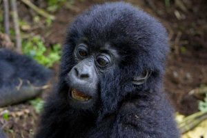 3-days-rwanda-gorilla-trekking-golden-monkey-tracking-safari