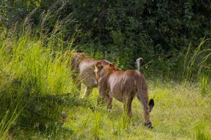 4-days-kidepo-valley-tour
