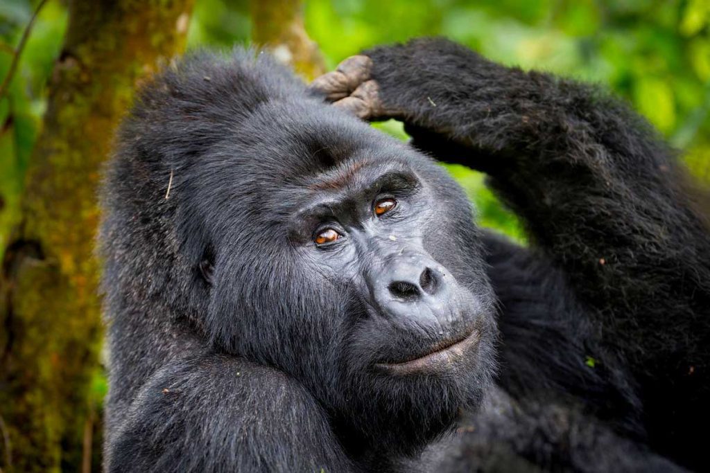 4-days-uganda-double-gorilla-trekking