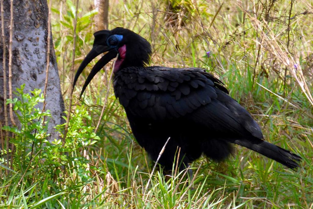 5-days-birding-in-murchison-falls-park-and-mabamba-shoebill-tour