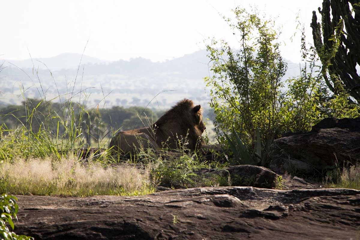 5-days-kidepo-sipi-falls-rhino-tracking