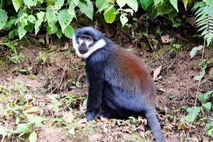 6-days-uganda-primates-safari