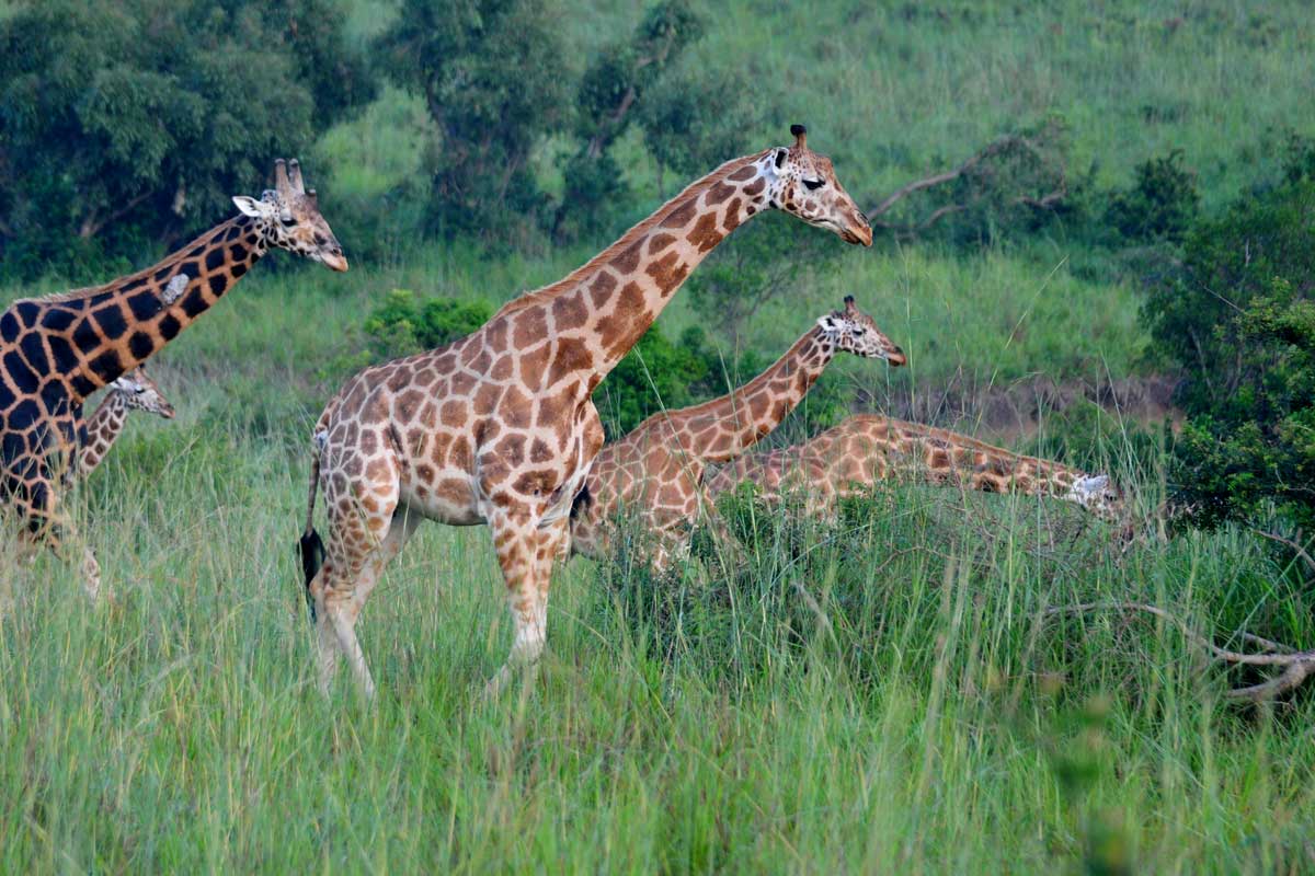 akagera-national-park