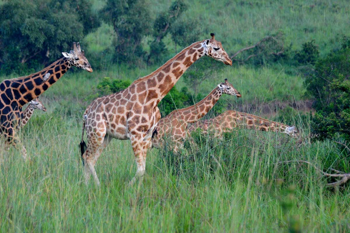 akagera-national-park