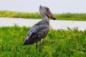 bird-watching-in-uganda-birding-tours