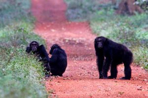 Chimpanzee tracking in Budongo Forest Reserve