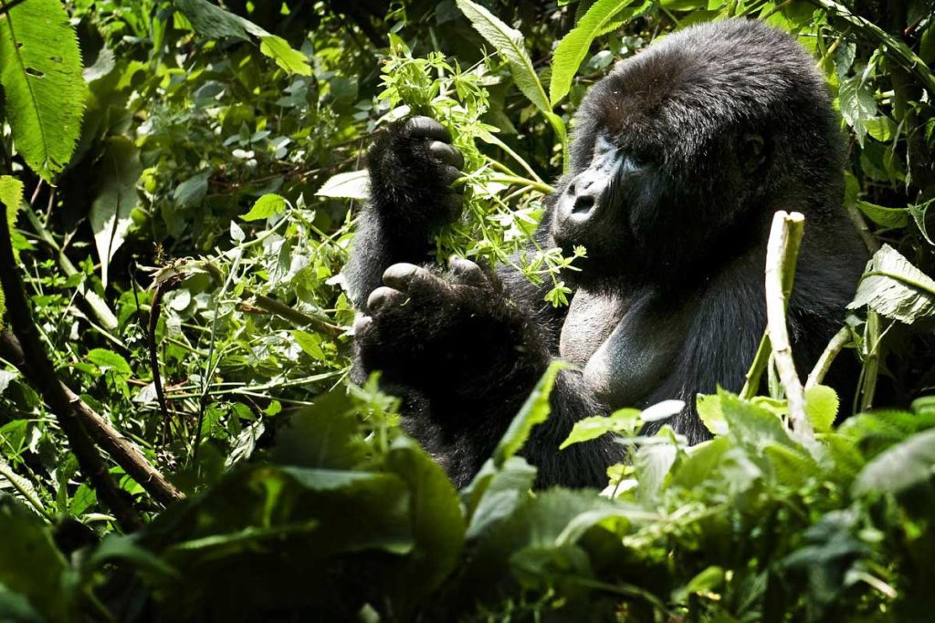 bwindi-impenetrable-national-park