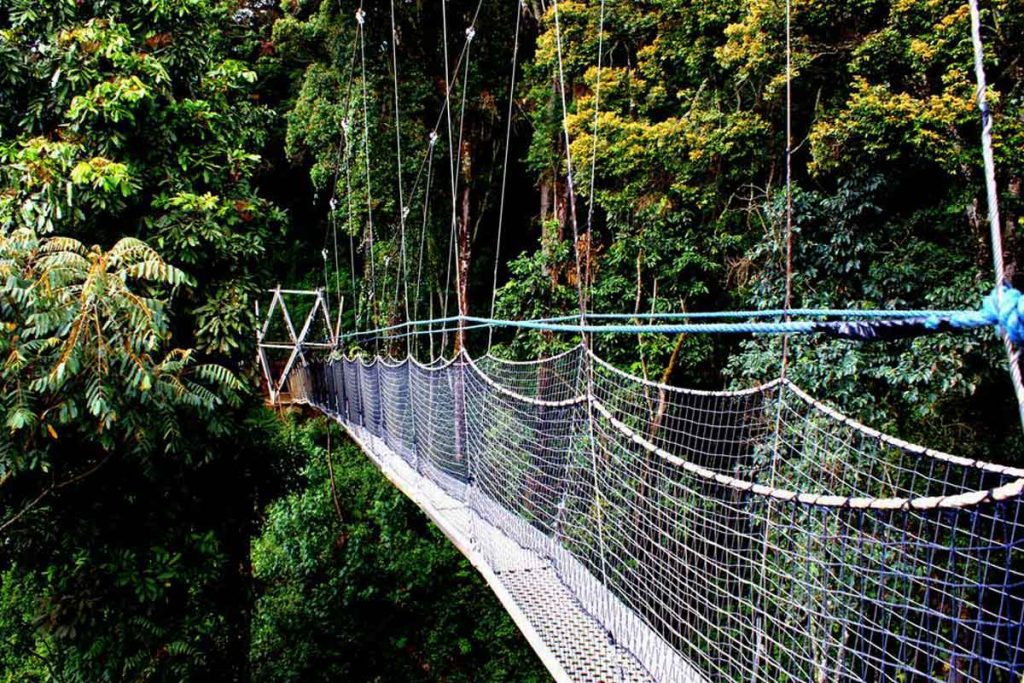 canopy-walk-experience-in-rwanda