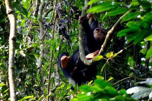 chimpanzee-trekking-in-rwanda