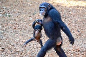 full-day-experience-at-ngamba-island-chimpanzee-sanctuar