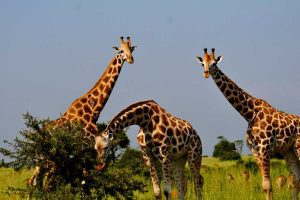 15 Days Uganda Jungle Escape, Uganda gorilla trek and wildlife safari