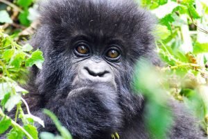 gorilla-trekking-in-rwanda