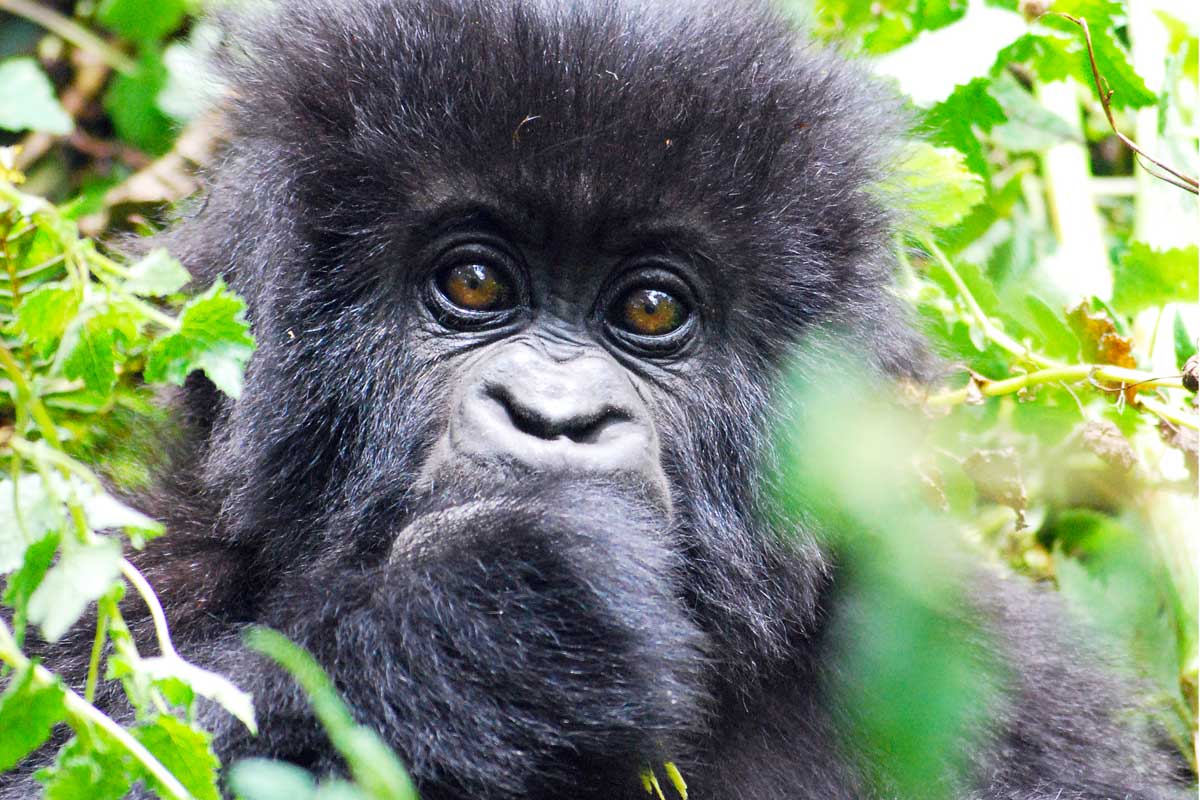 gorilla-trekking-in-rwanda