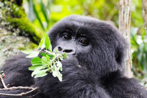 Gorilla Permit cost and booking information, Gorilla trekking permit