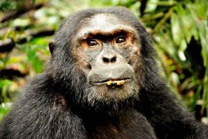 kalinzu-forest-chimpanzee-tracking