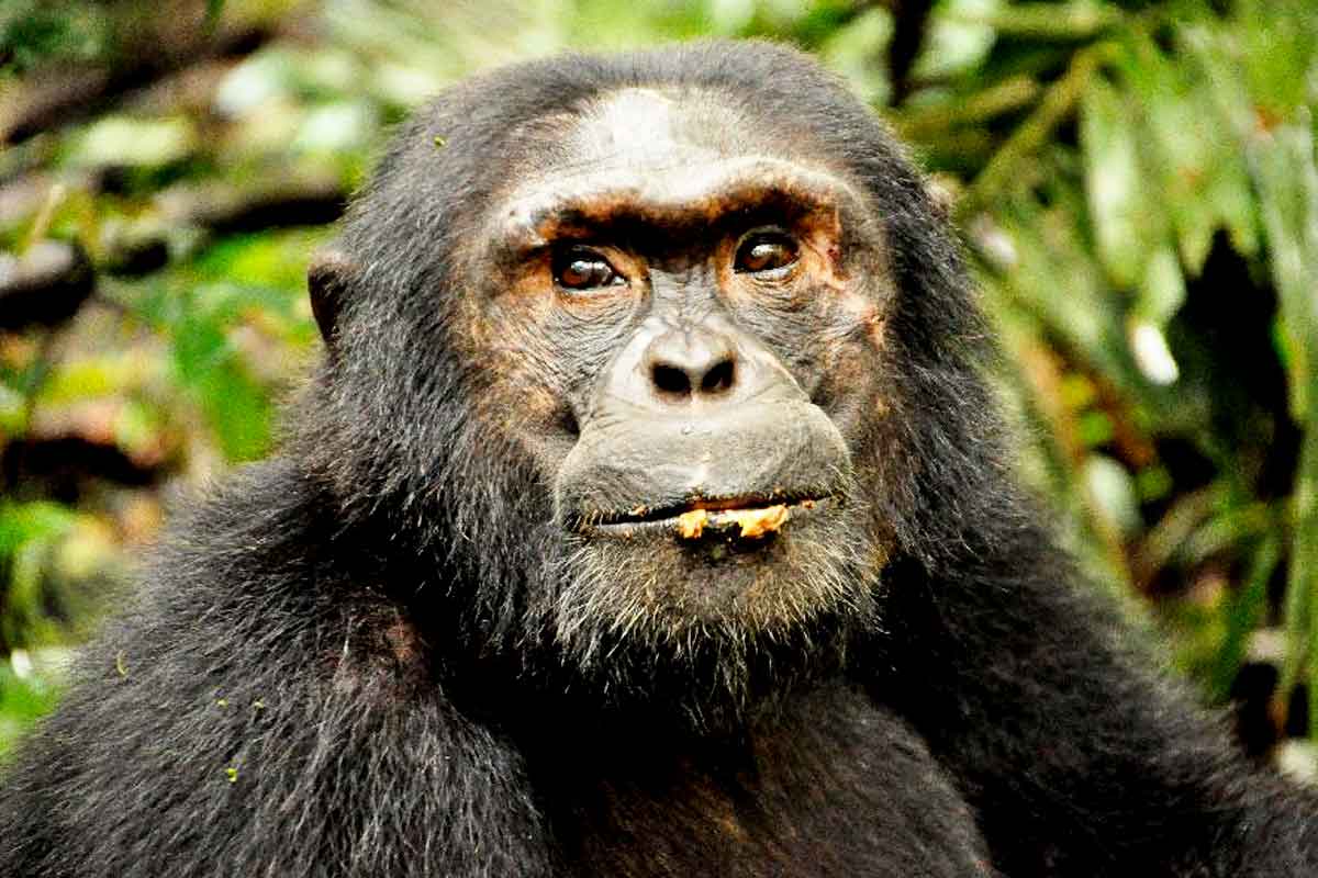 kalinzu-forest-chimpanzee-tracking