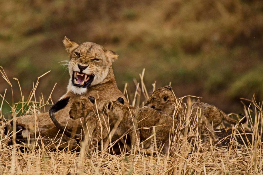 kidepo-valley-national-park